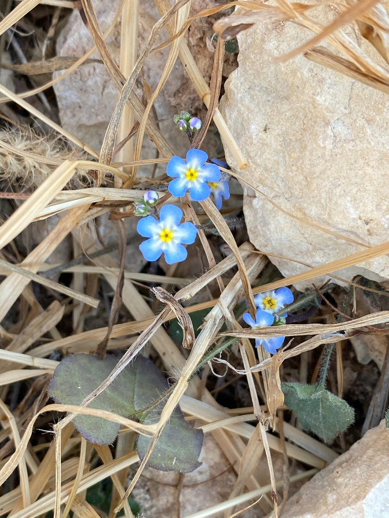 Mimophytum alienoides photo 2