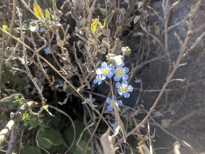 Mimophytum alienoides photo 3