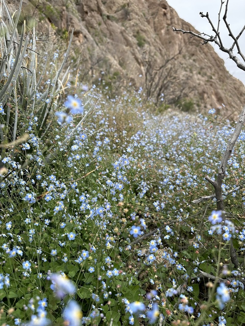 Mimophytum alienoides photo 4