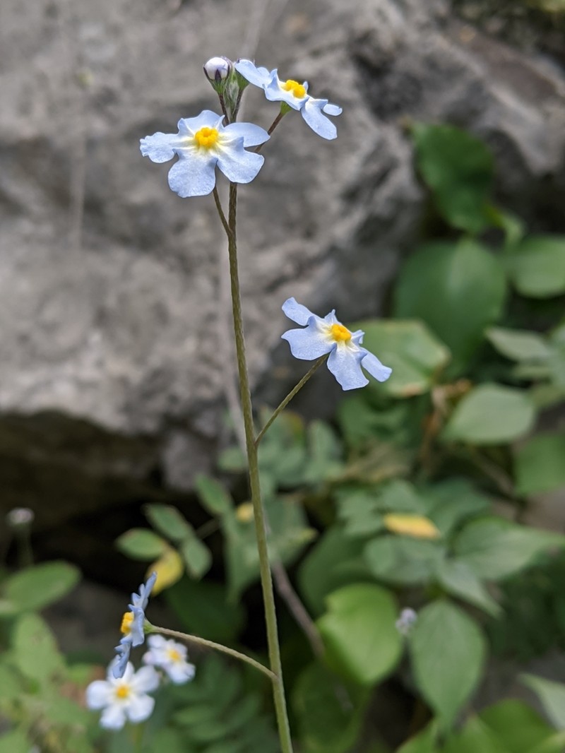 Mexican Navelwort photo 3
