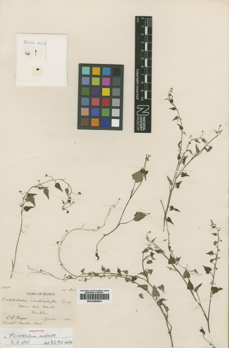 Mimophytum australe