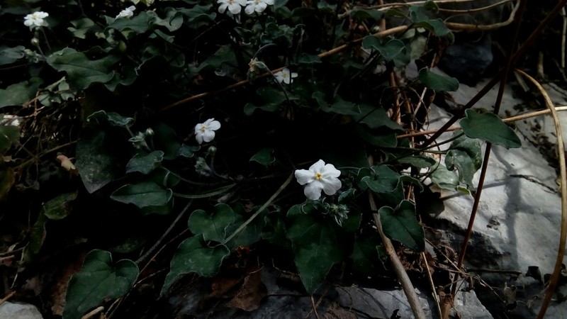 Mimophytum cardiophyllum