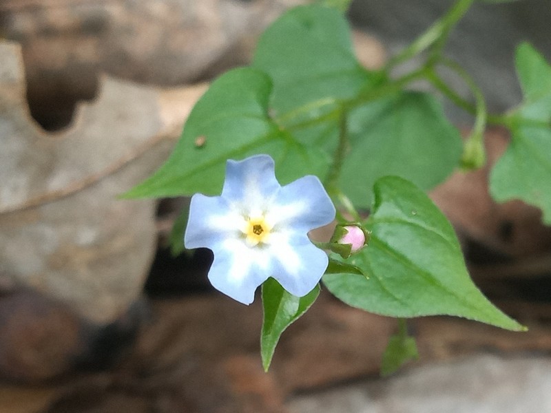 Mimophytum cardiophyllum photo 2