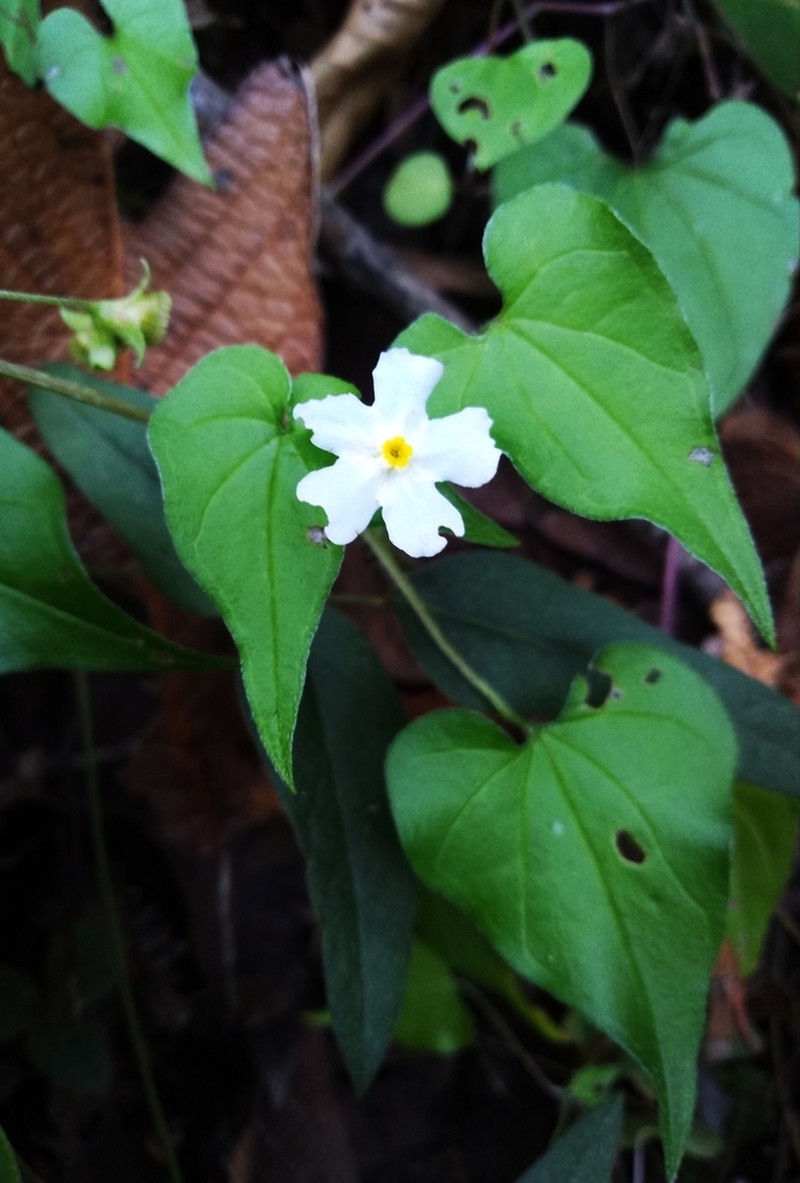Mimophytum cardiophyllum photo 4