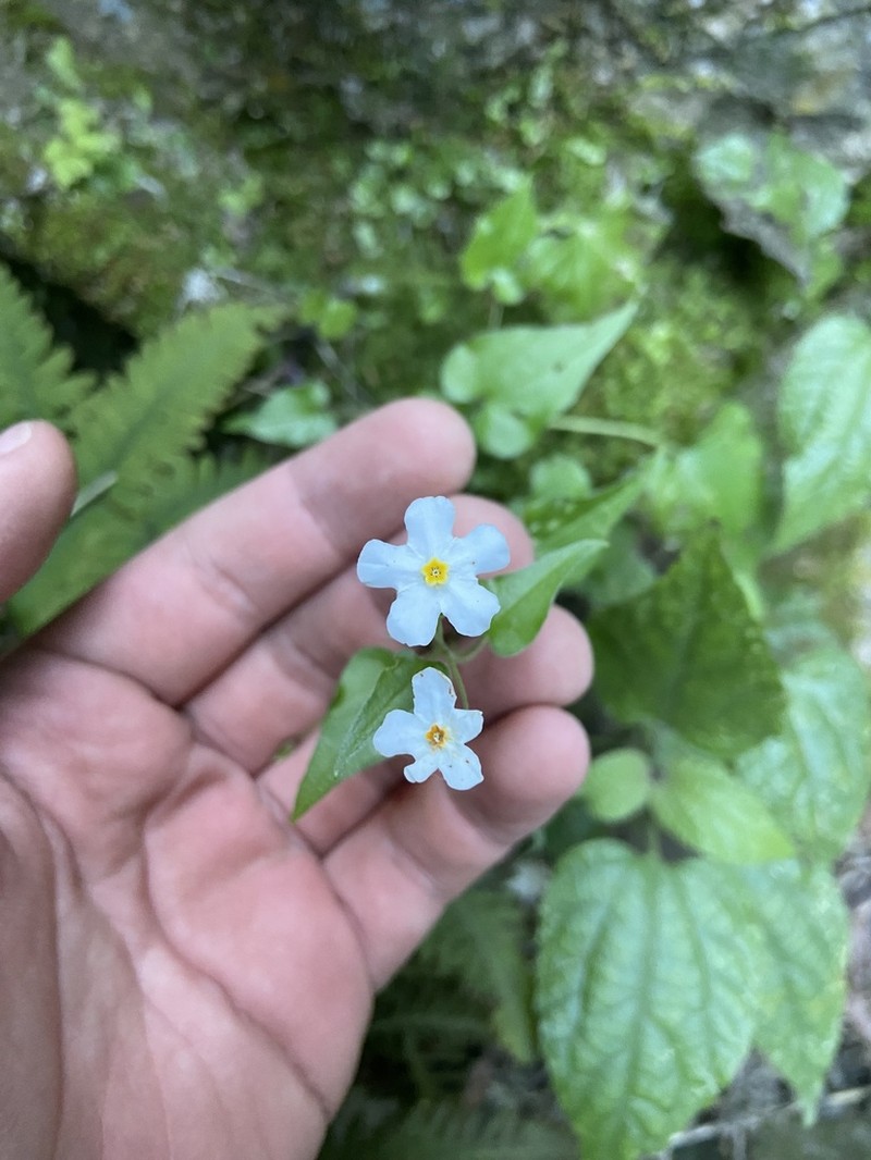 Mimophytum cardiophyllum photo 6