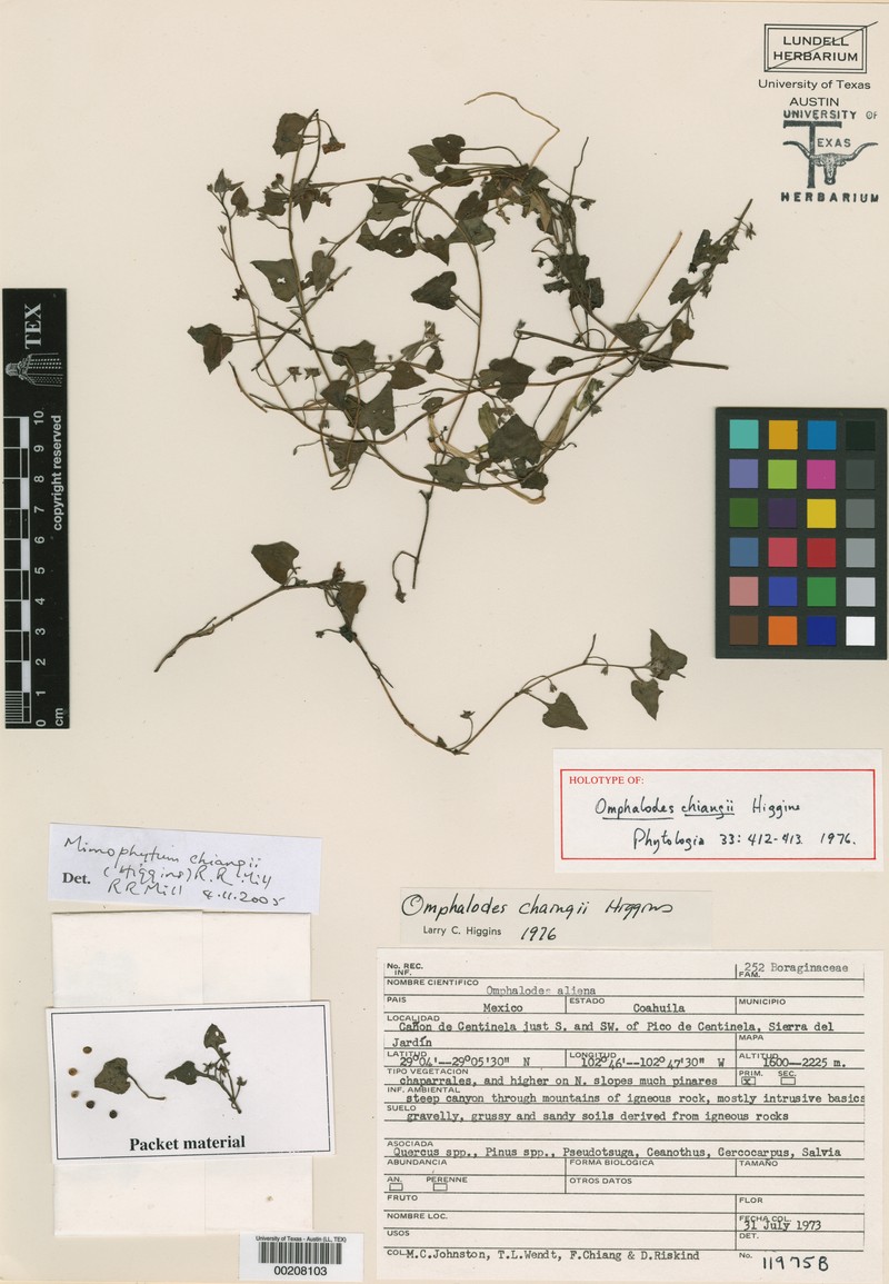 Mimophytum chiangii