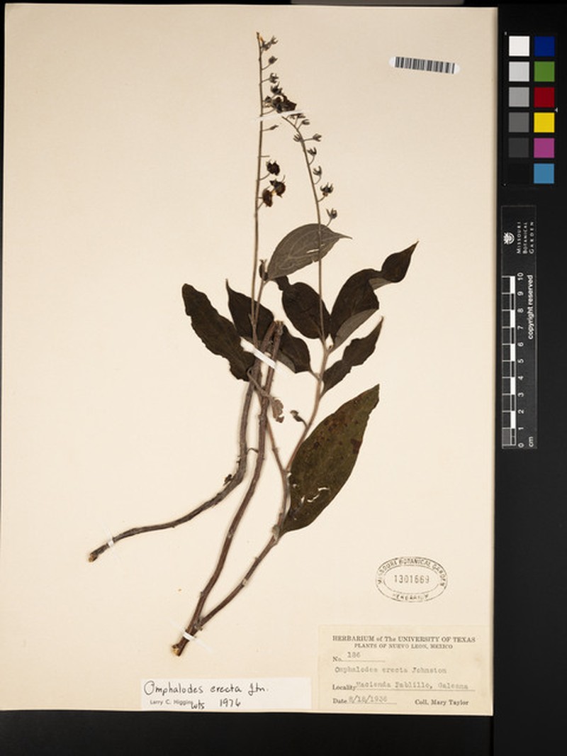 Mimophytum erectum photo 4