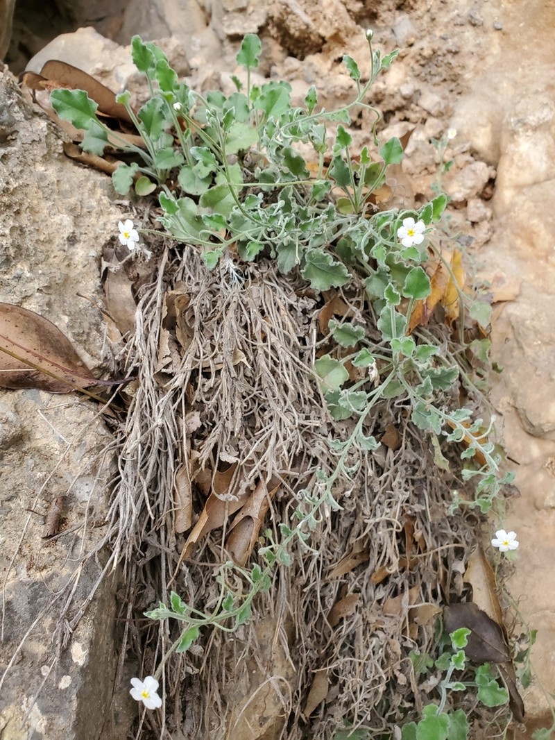 Mimophytum mexicanum