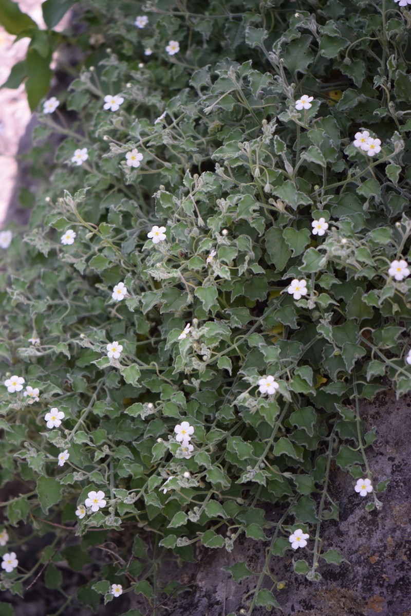 Mimophytum mexicanum photo 2