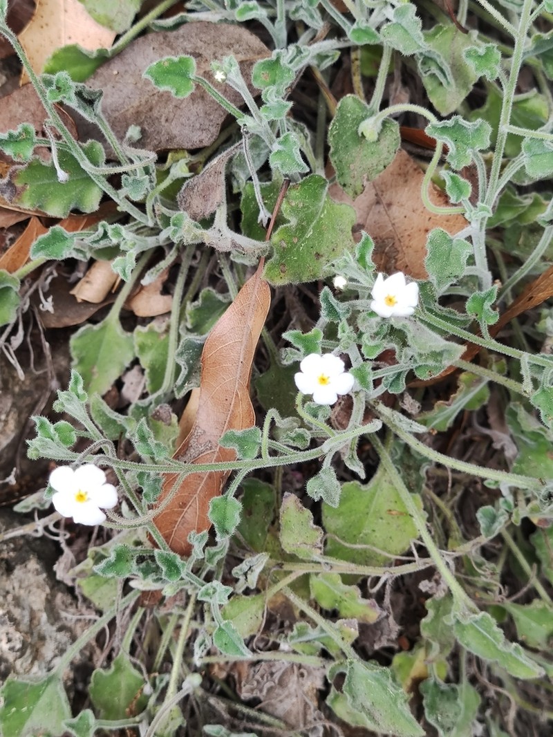 Mimophytum mexicanum photo 4