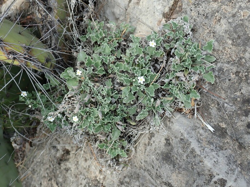 Mimophytum mexicanum photo 5
