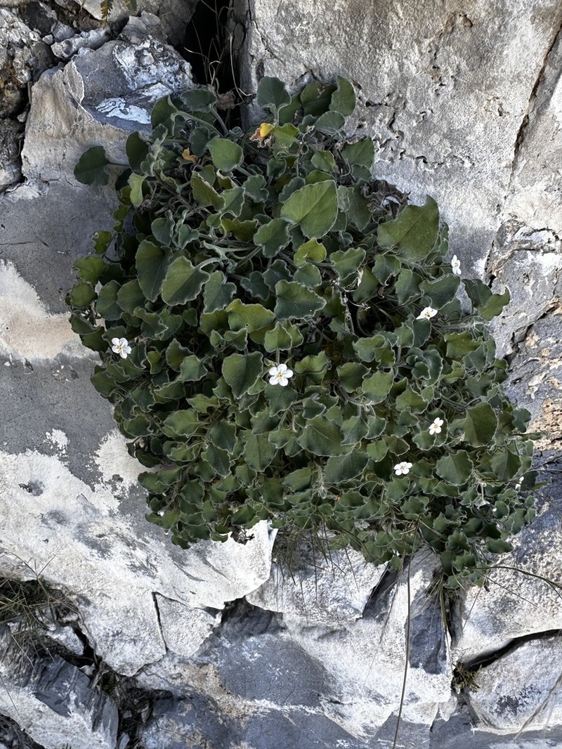 Mimophytum mexicanum photo 6