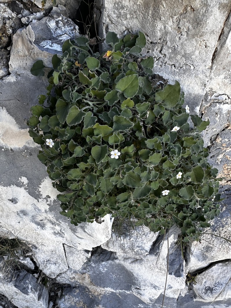 Mimophytum mexicanum photo 8
