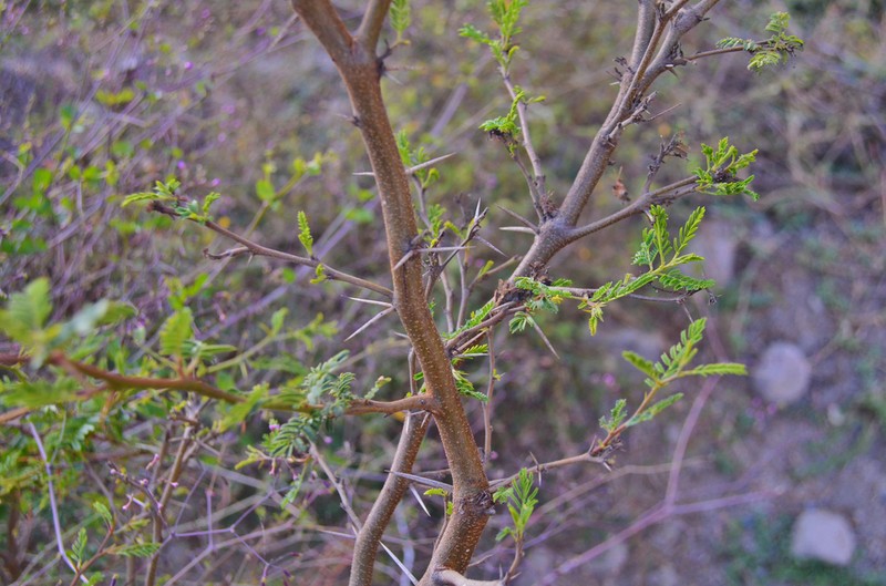 Mimosa acantholoba