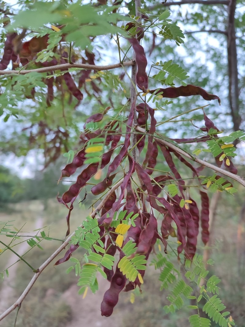 Mimosa acantholoba photo 2