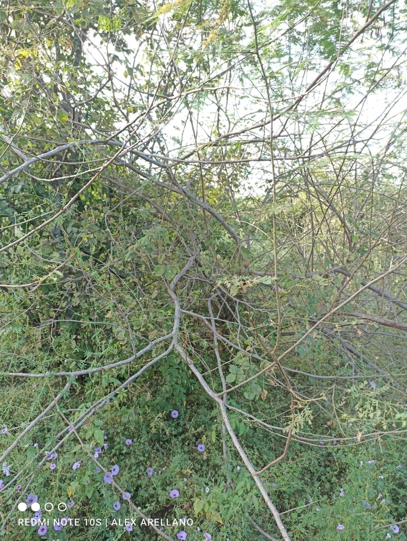 Mimosa acantholoba photo 3