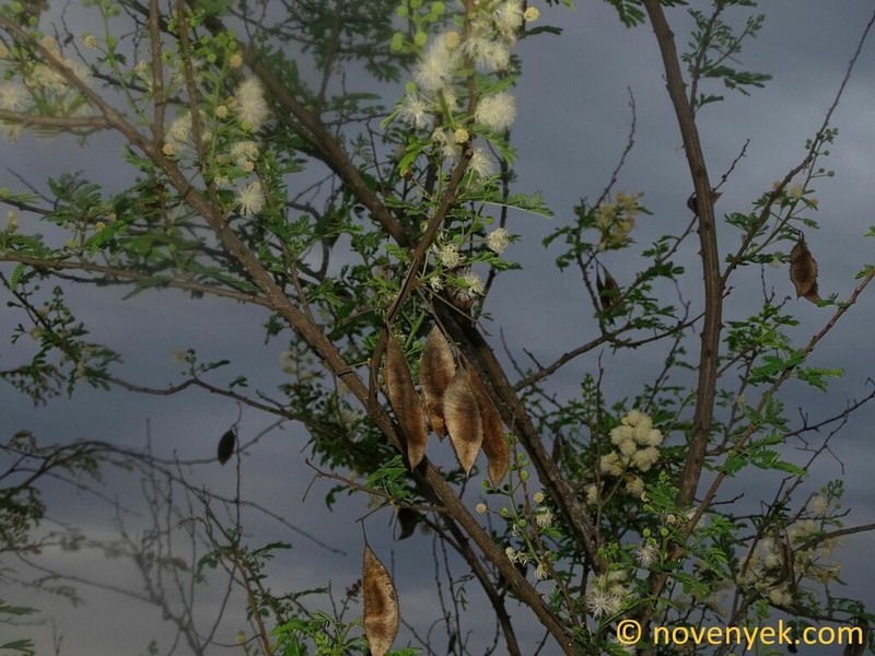 Mimosa acantholoba photo 4