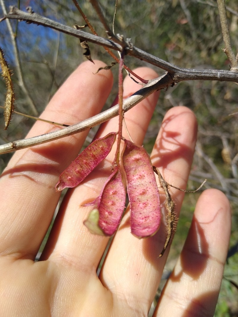 Mimosa acantholoba photo 5