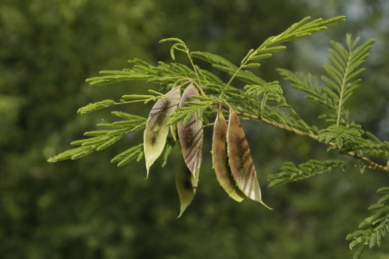 Mimosa acantholoba photo 6