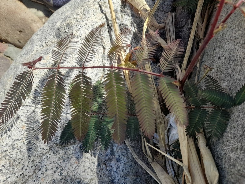 Mimosa acantholoba photo 7