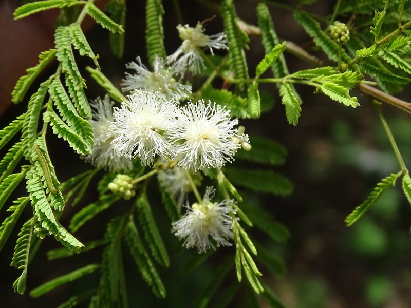 Mimosa acantholoba photo 8