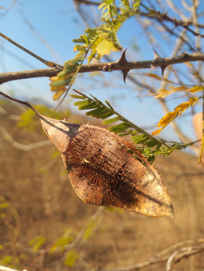 Mimosa acantholoba var. eurycarpa