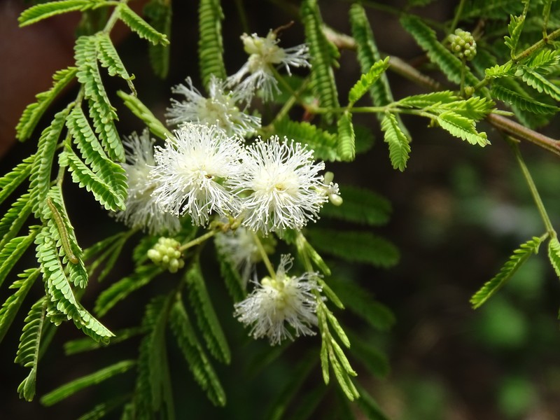 Mimosa acantholoba var. eurycarpa photo 2