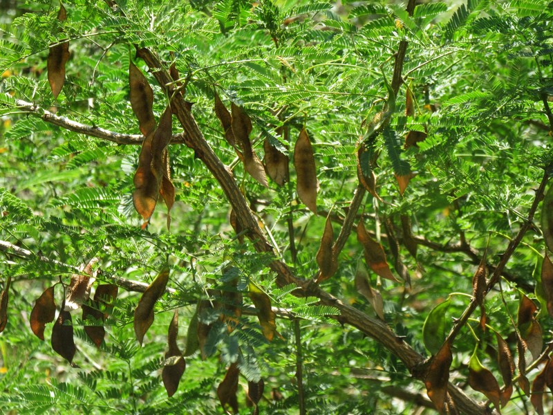 Mimosa acantholoba var. eurycarpa photo 3