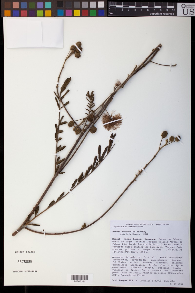 Mimosa acroconica