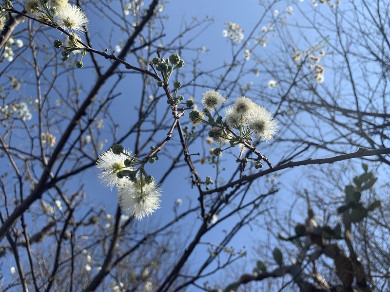 Catclaw Mimosa photo 3