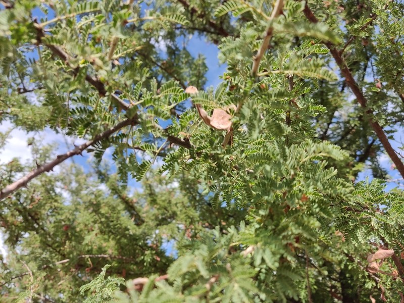 Catclaw Mimosa photo 4