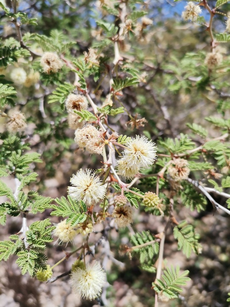 Catclaw Mimosa photo 5