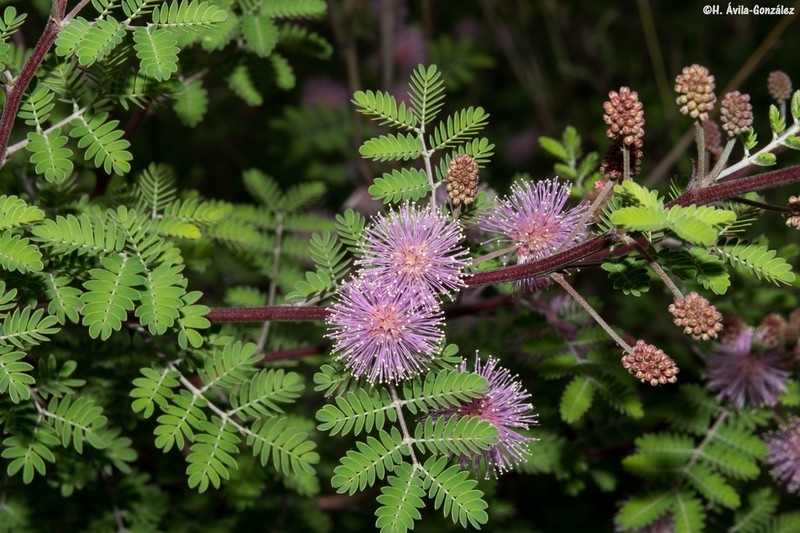 Catclaw Mimosa photo 6