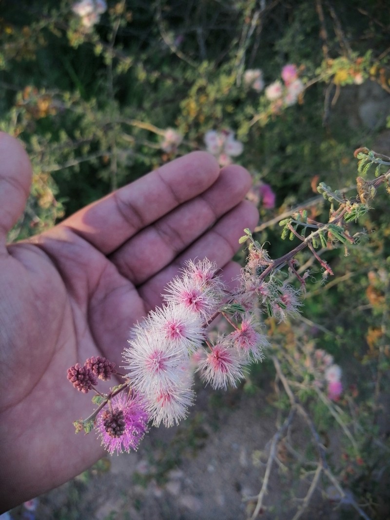 Catclaw Mimosa photo 7