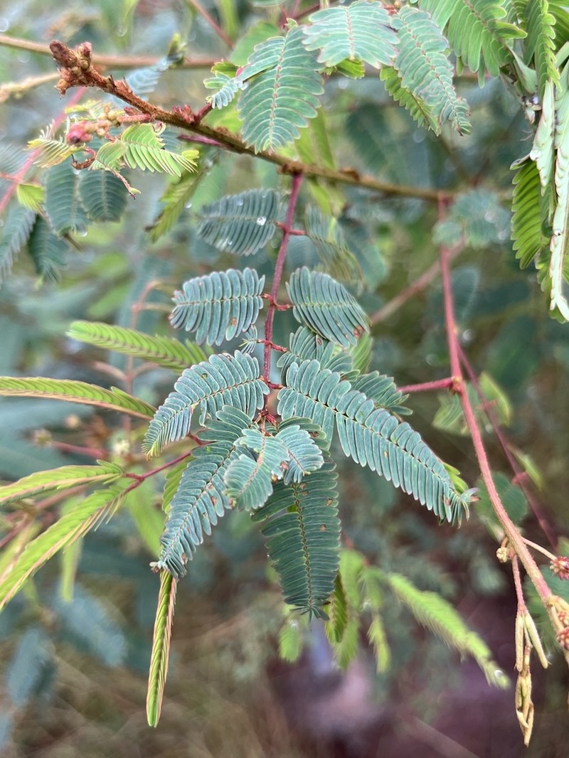 Mimosa acutistipula photo 2