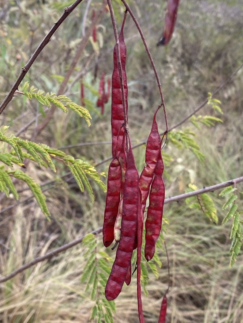 Mimosa acutistipula photo 3