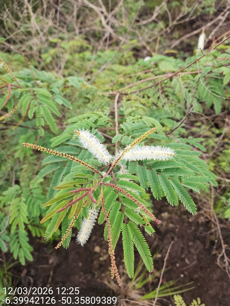Mimosa acutistipula photo 4