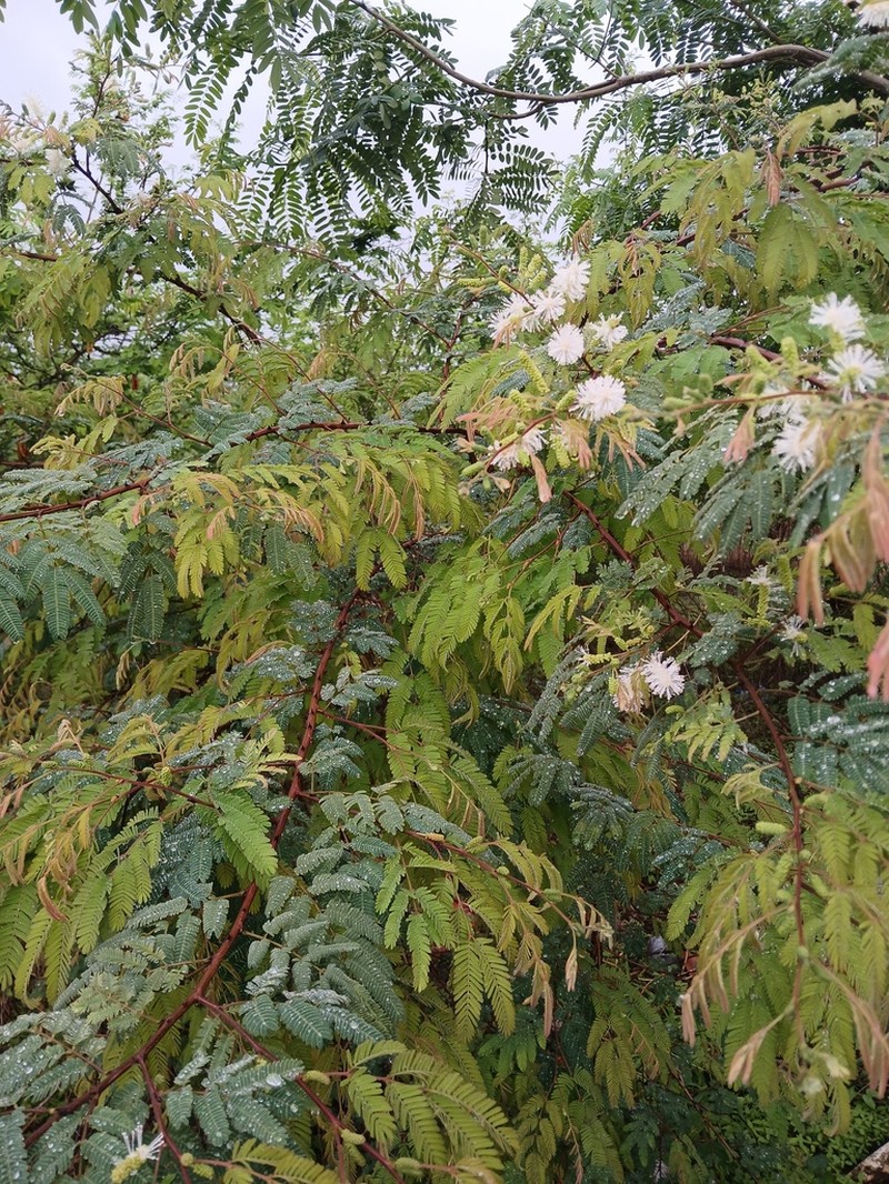 Mimosa acutistipula photo 6