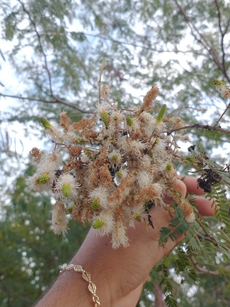 Mimosa acutistipula photo 7