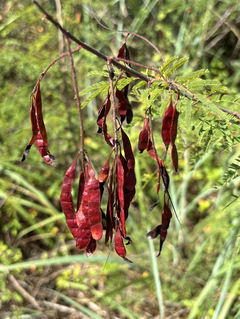 Mimosa acutistipula var. ferrea