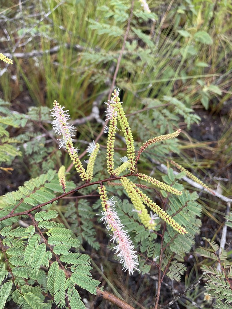 Mimosa acutistipula var. ferrea photo 2