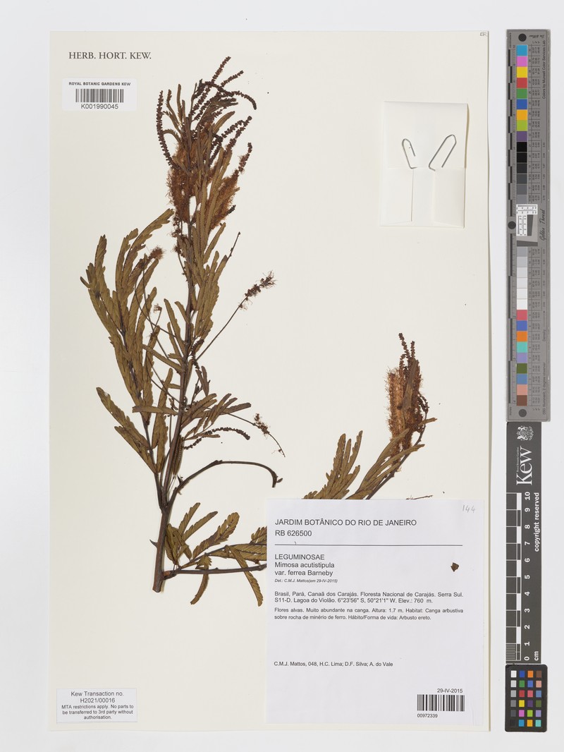 Mimosa acutistipula var. ferrea photo 3