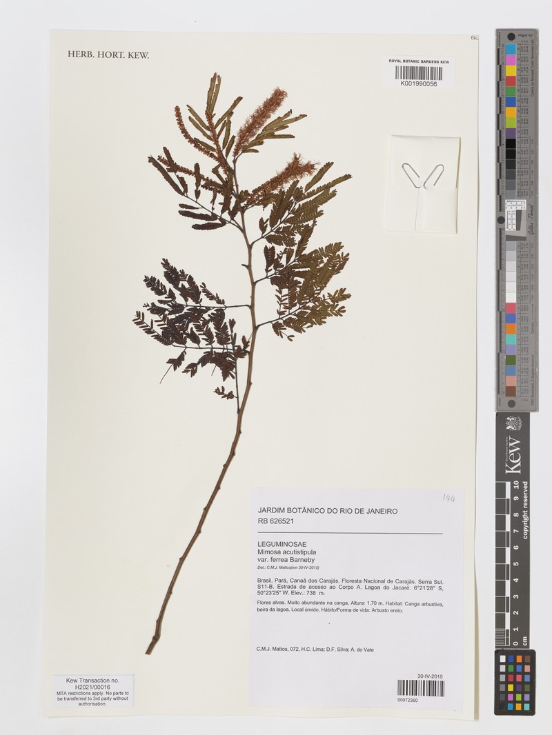 Mimosa acutistipula var. ferrea photo 4