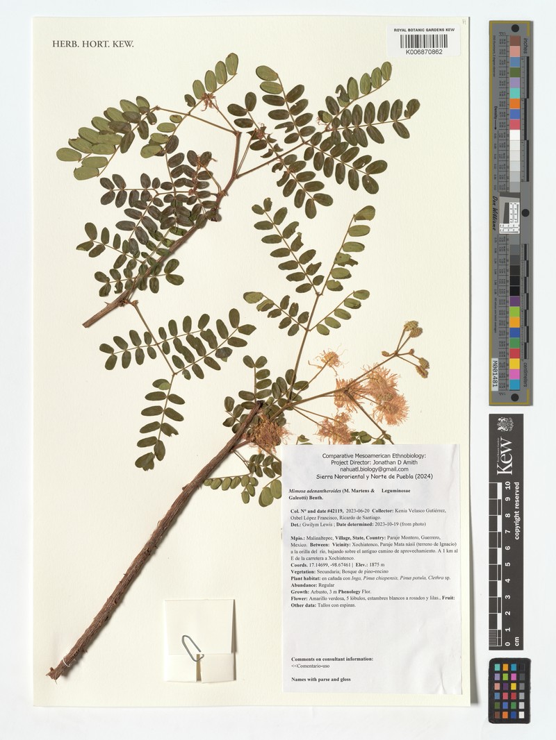 Mimosa adenantheroides photo 2