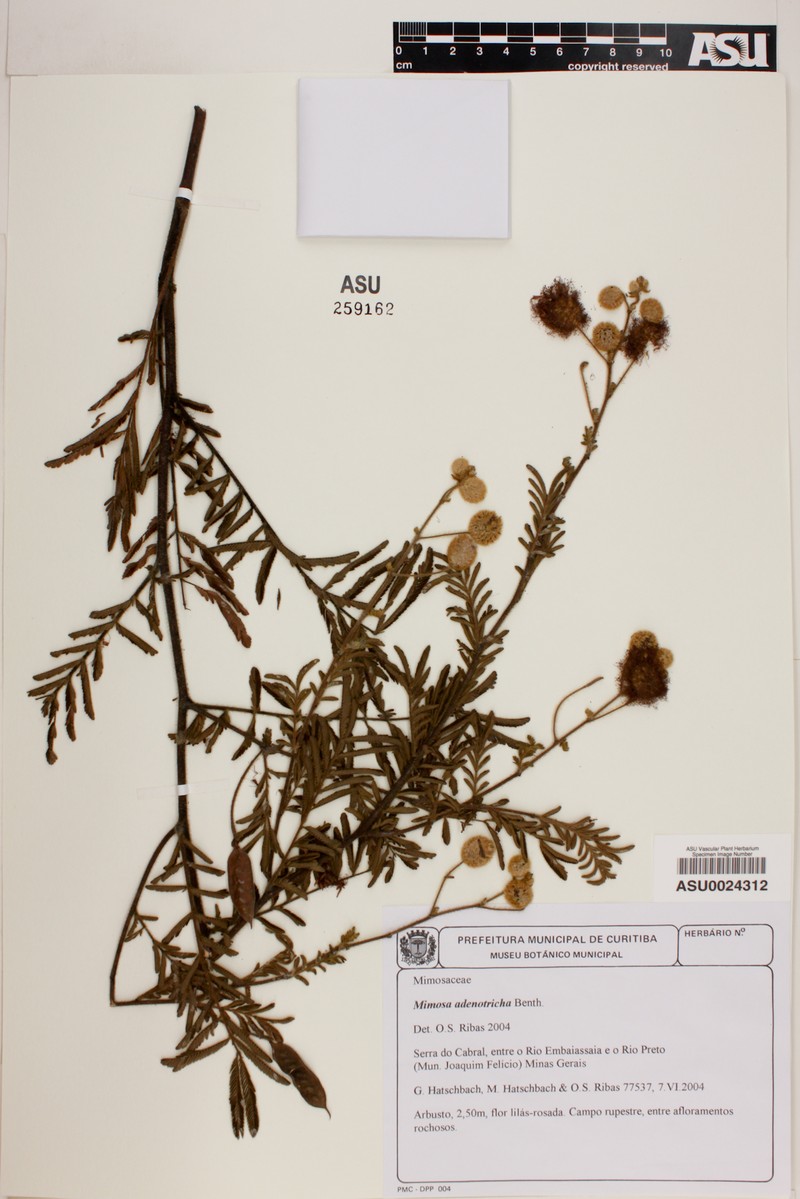 Mimosa adenotricha