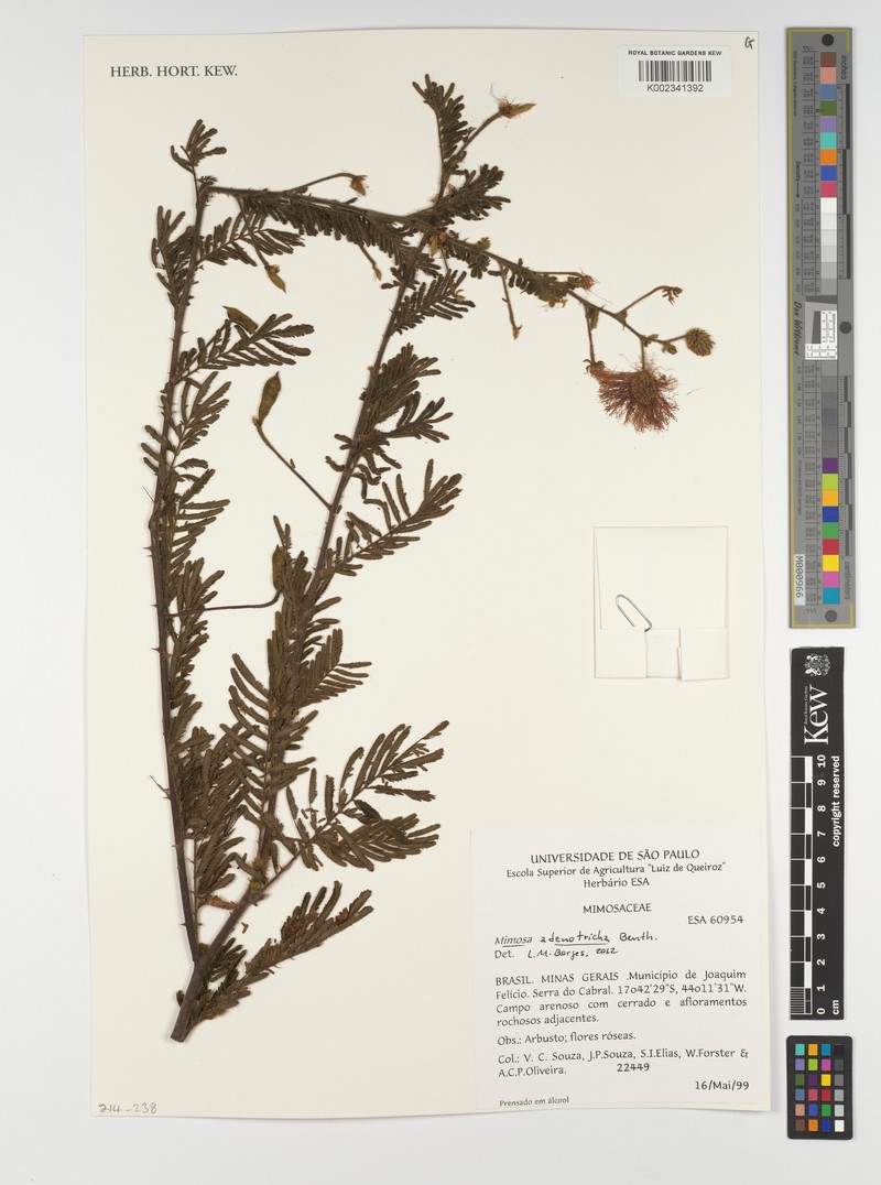 Mimosa adenotricha photo 2