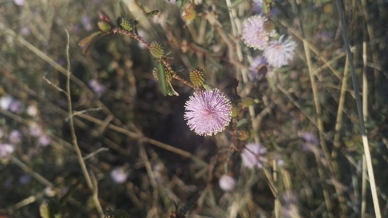 Mimosa adpressa