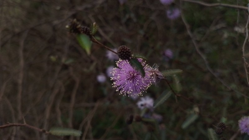 Mimosa adpressa photo 2