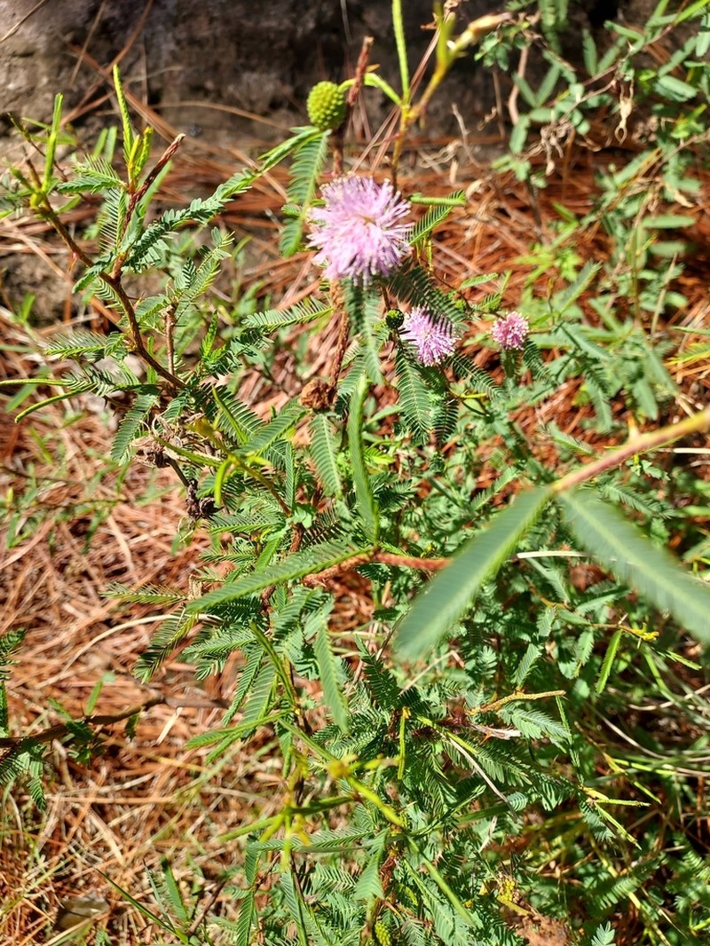 Mimosa adpressa photo 3