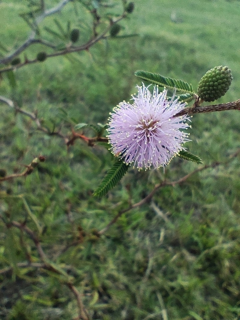 Mimosa adpressa photo 4